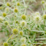 Eryngium campestre