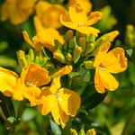 Erysimum cheiri