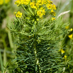 Euphorbia cyparissias