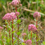 Hylotelephium telephium (=Sedum telephium)