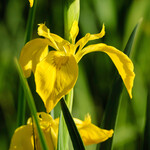 Iris pseudacorus