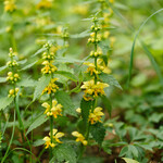 Lamium galeobdolon