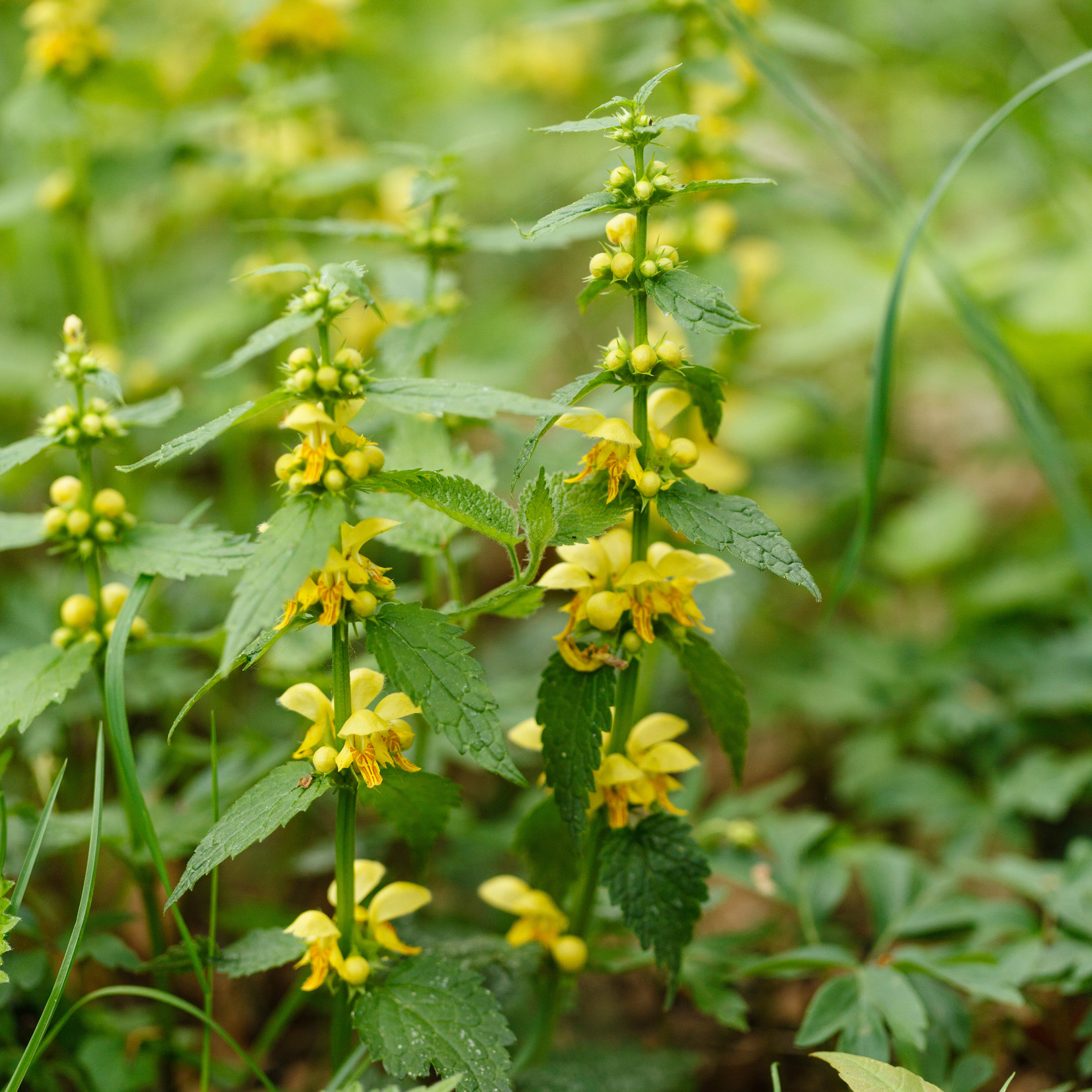 Lamium galeobdolon - Gele dovenetel