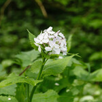 Lunaria rediviva