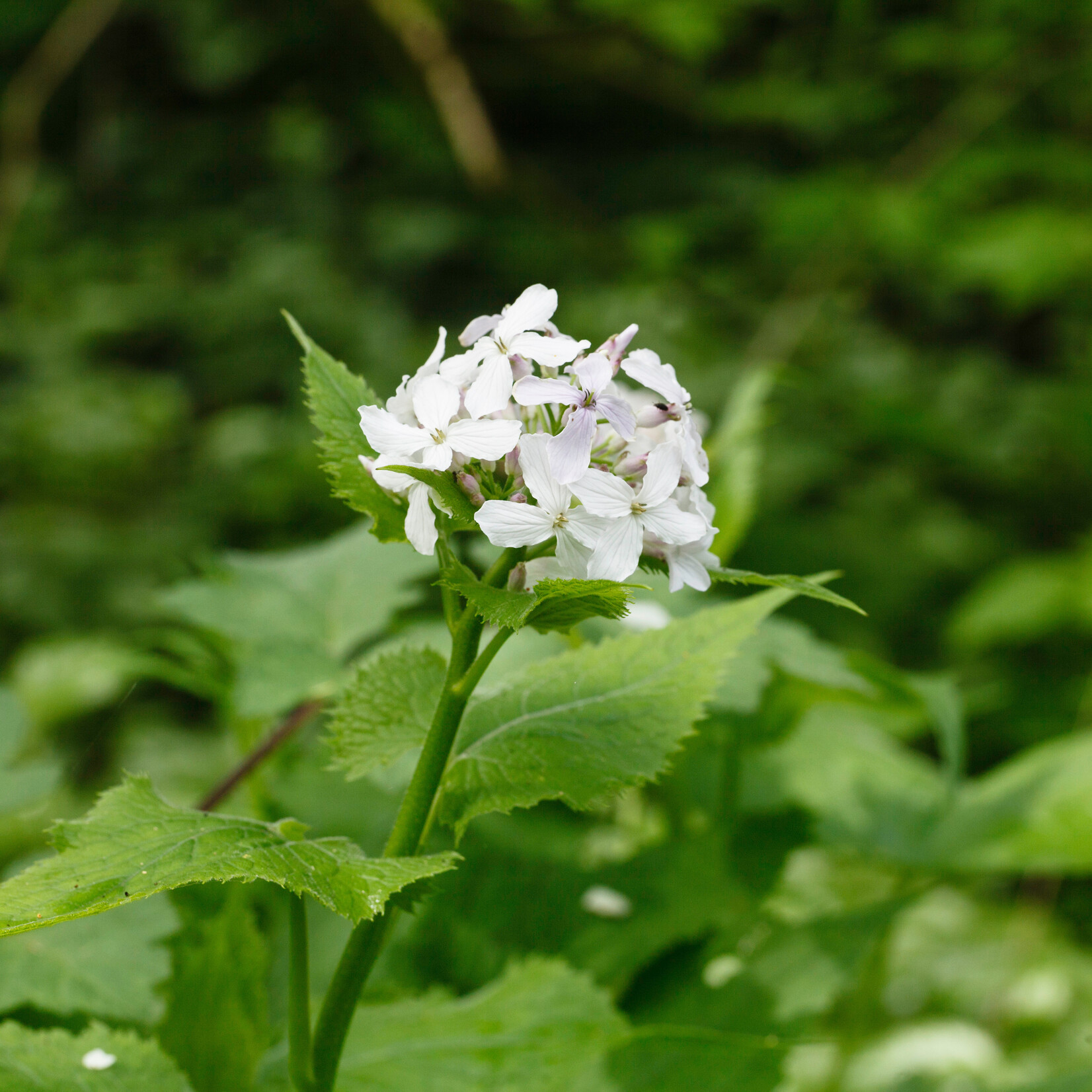 Lunaria rediviva - Wilde judaspenning