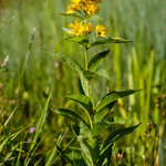Lysimachia vulgaris