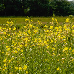 Oenothera glazioviana