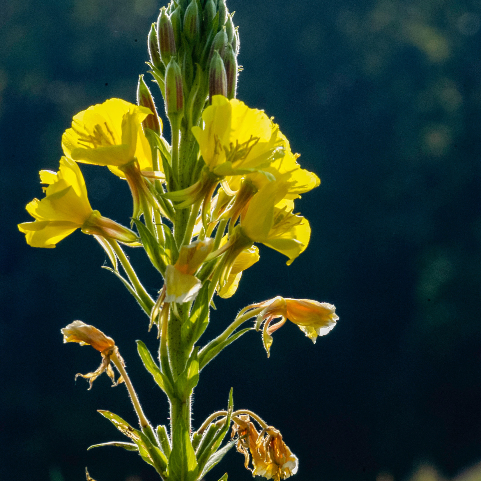 Oenothera glazioviana