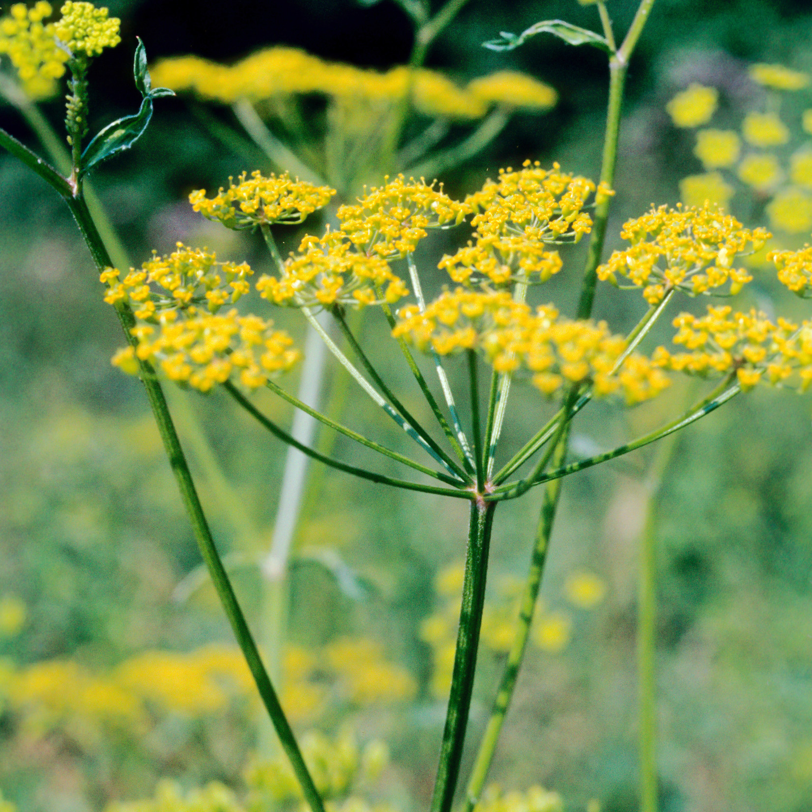 Pastinaca sativa - Pastinaak