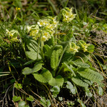 Primula elatior