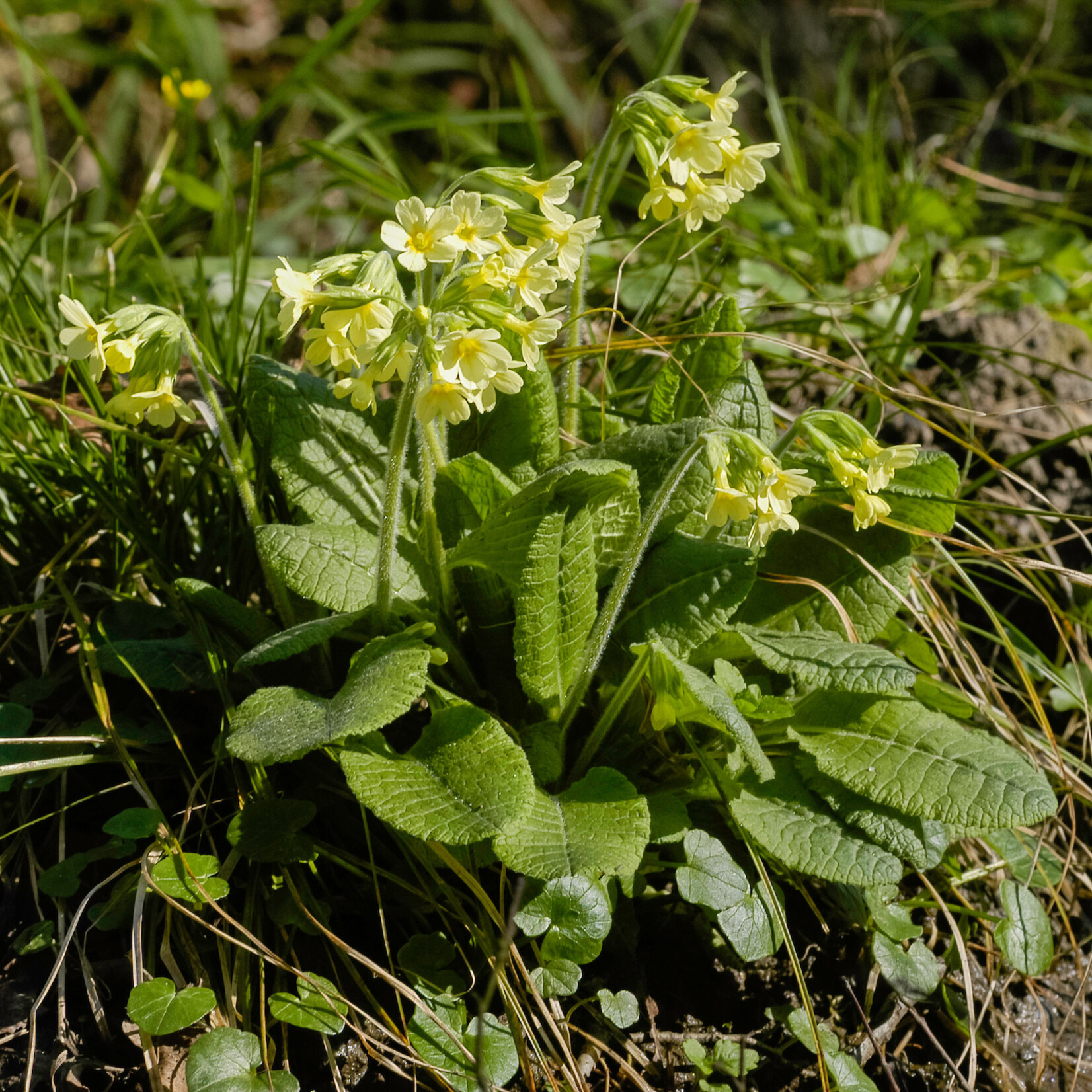 Primula elatior - Slanke sleutelbloem