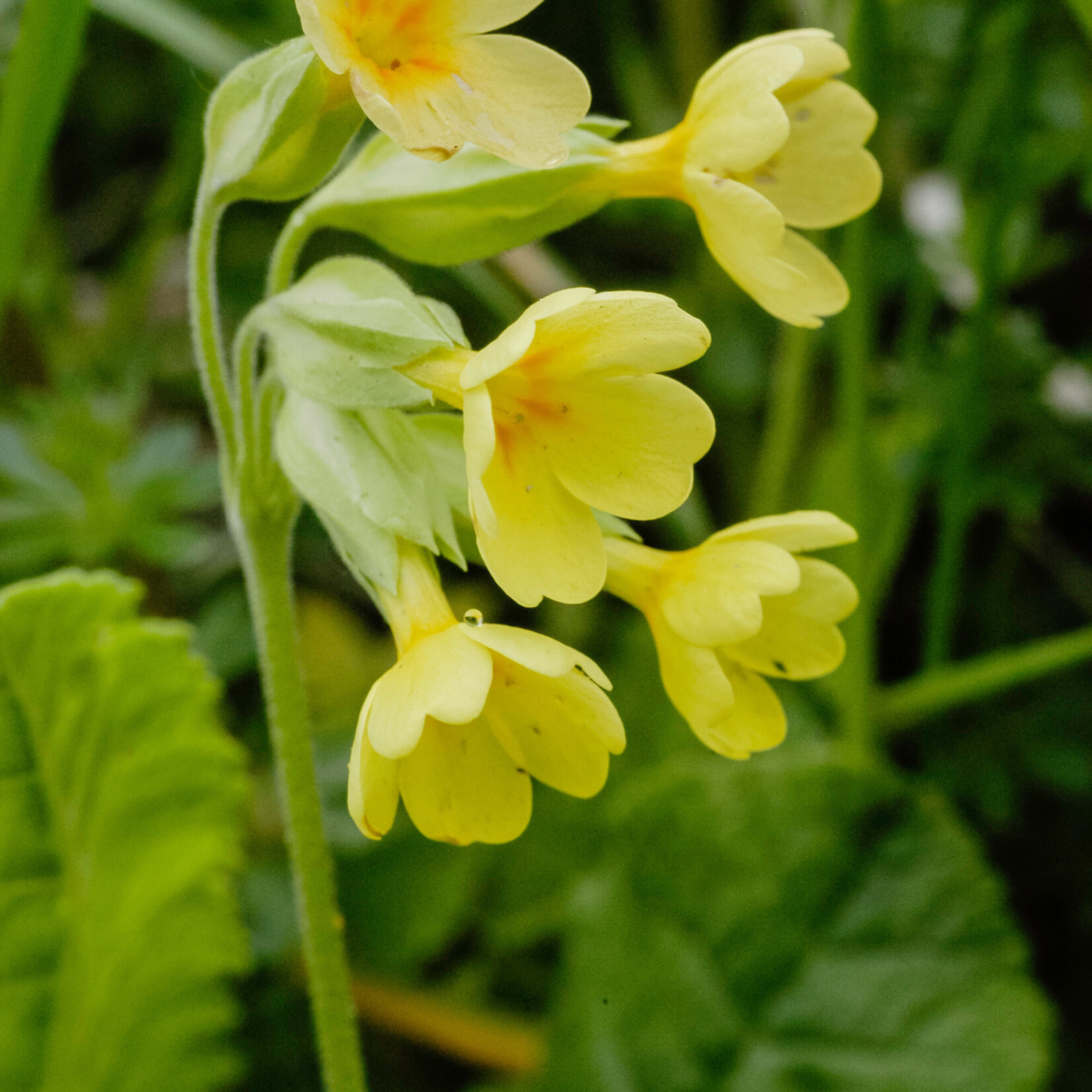 Primula elatior - Slanke sleutelbloem