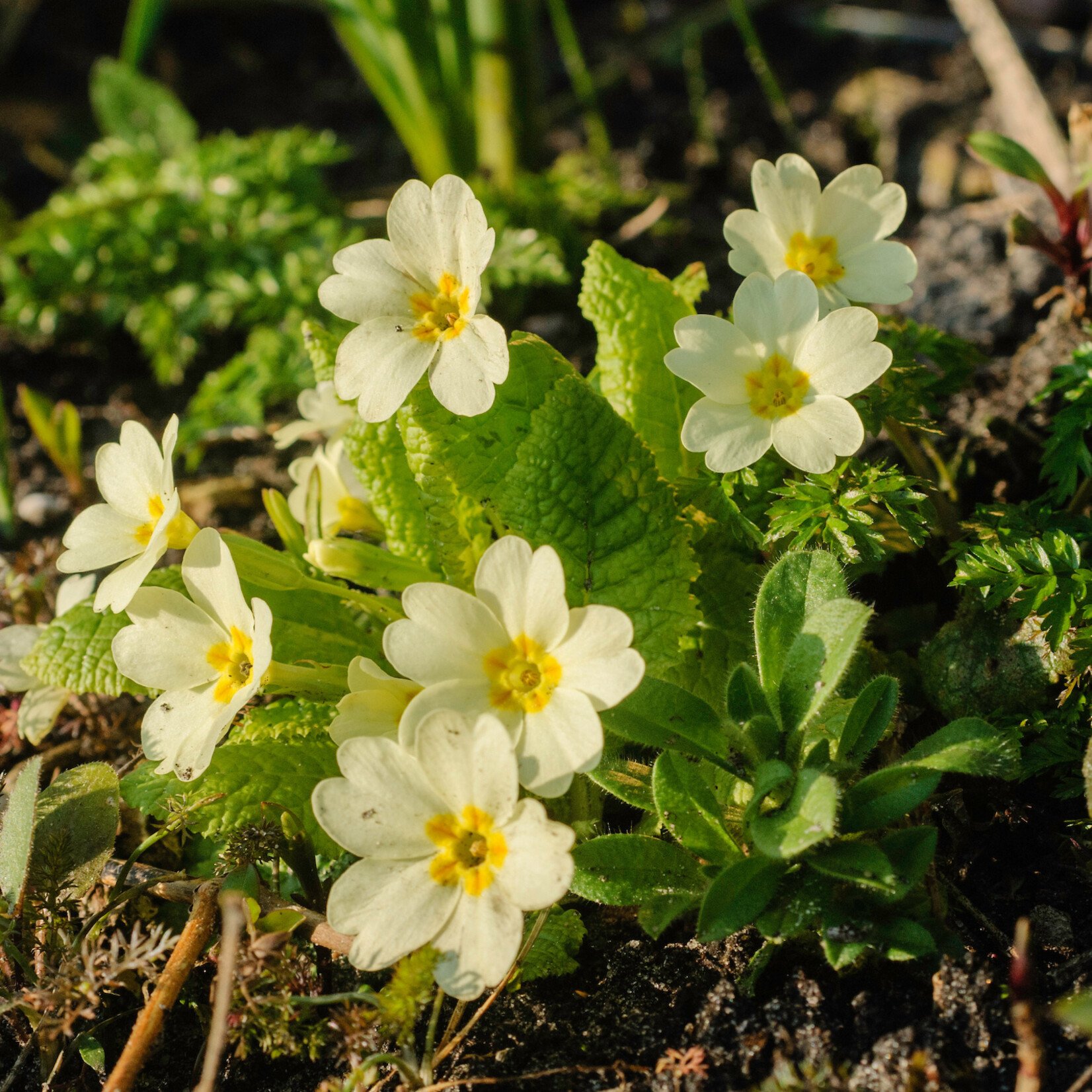 Primula vulgaris - Stengelloze sleutelbloem