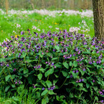 Pulmonaria officinalis