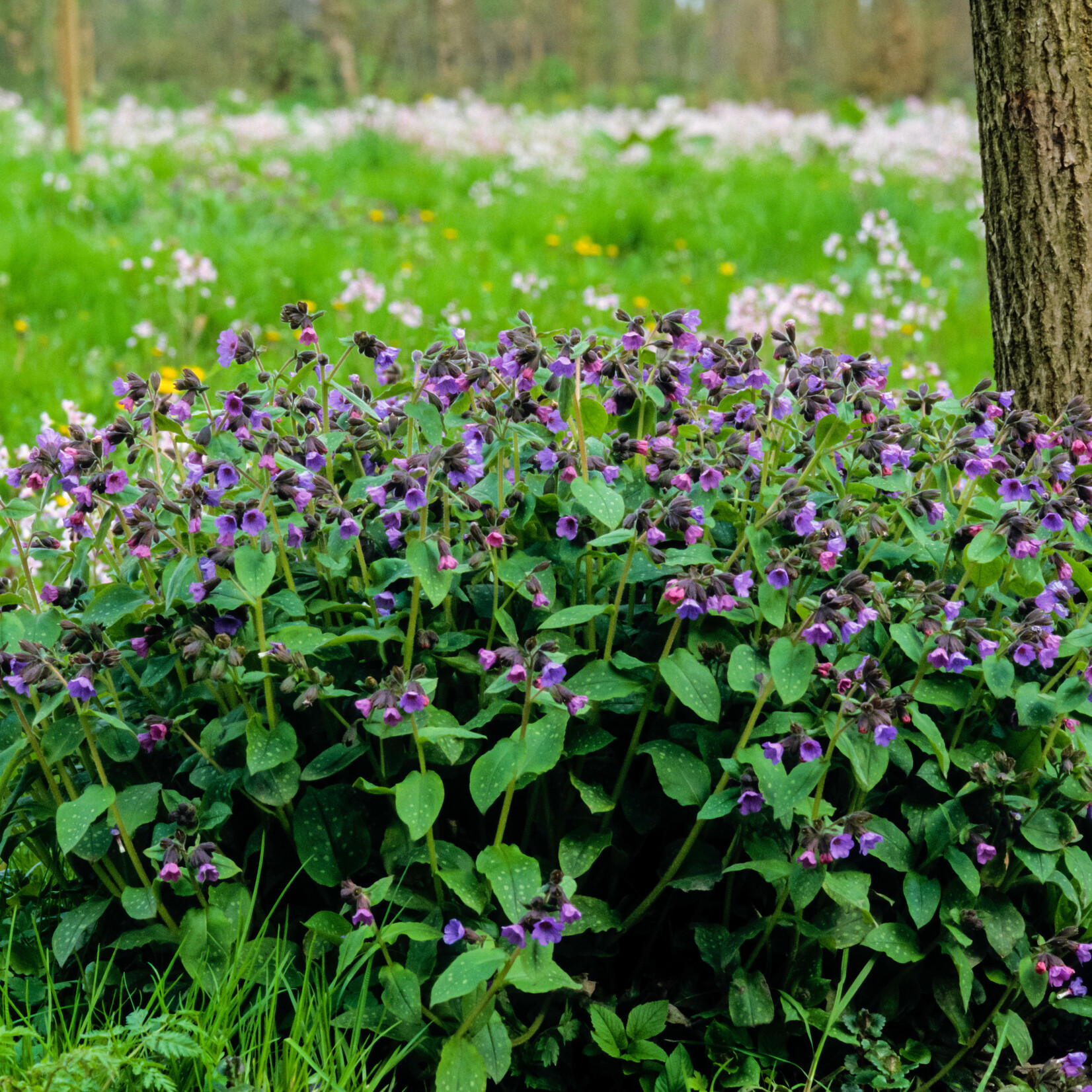 Pulmonaria officinalis - Gevlekt longkruid
