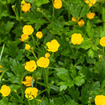 Ranunculus repens