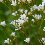 Saxifraga granulata