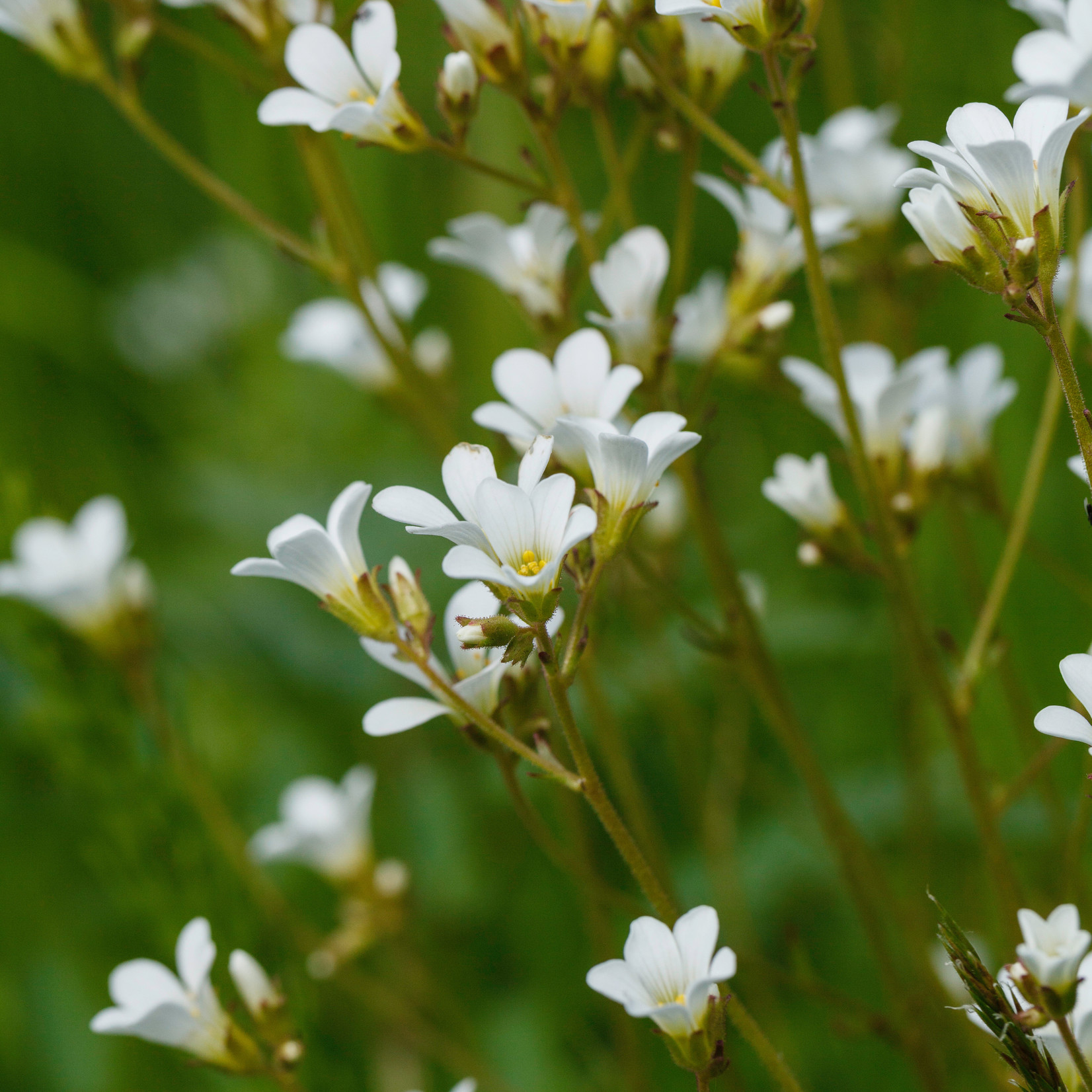Saxifraga granulata - Knolsteenbreek