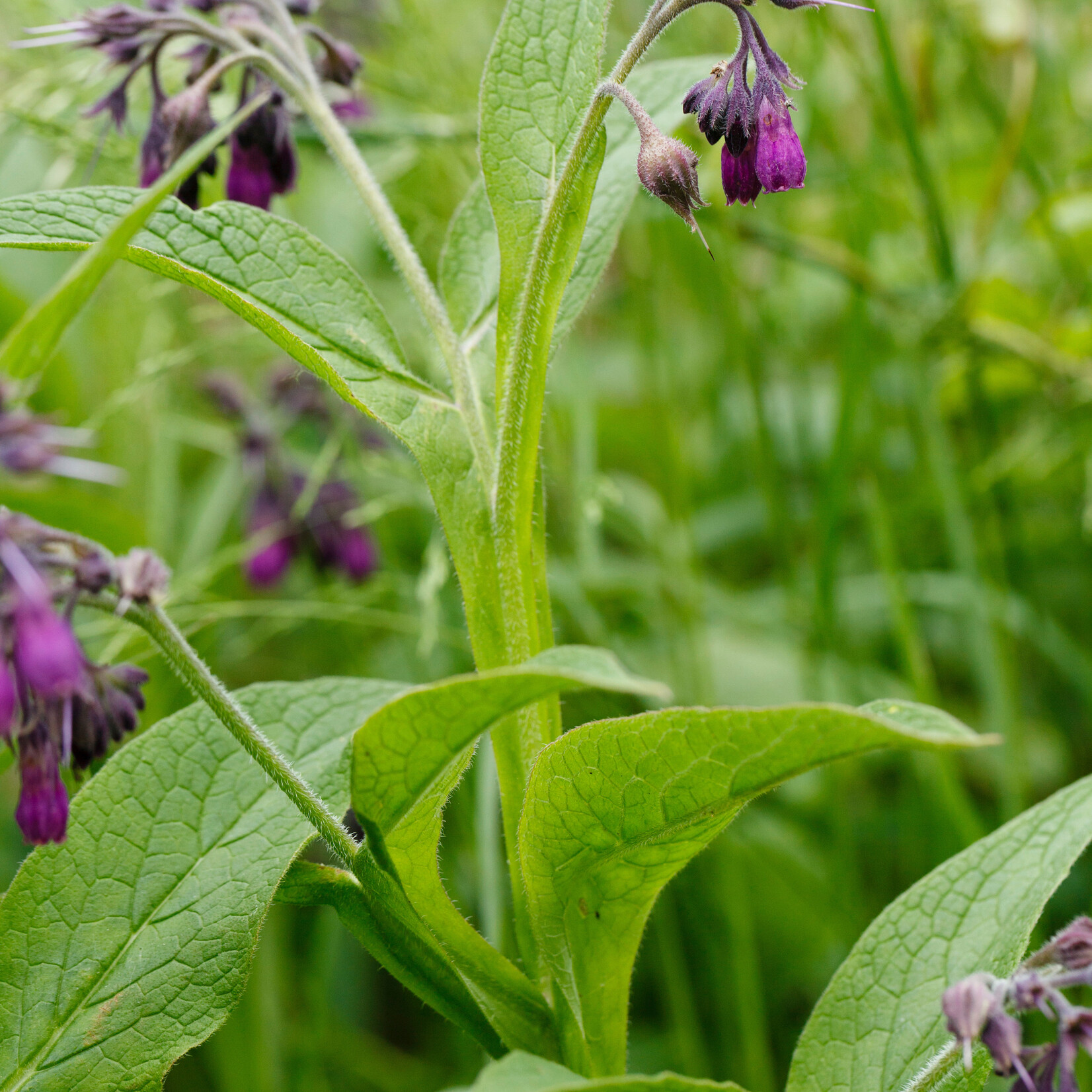 Symphytum officinale - Gewone smeerwortel