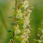 Teucrium scorodonia