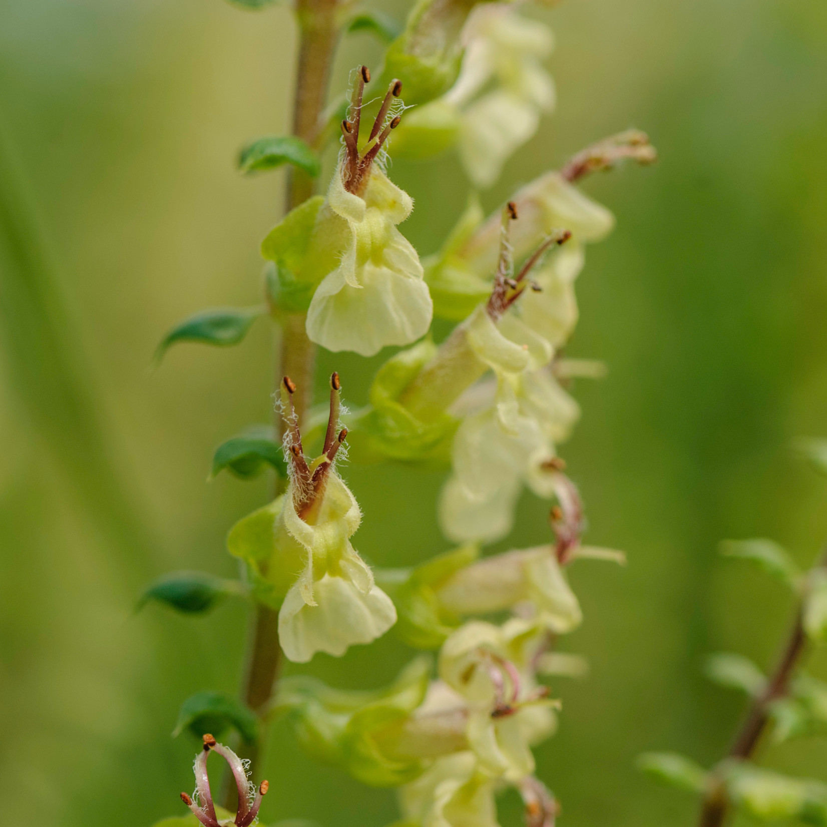 Teucrium scorodonia - Valse salie