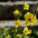 Verbascum blattaria