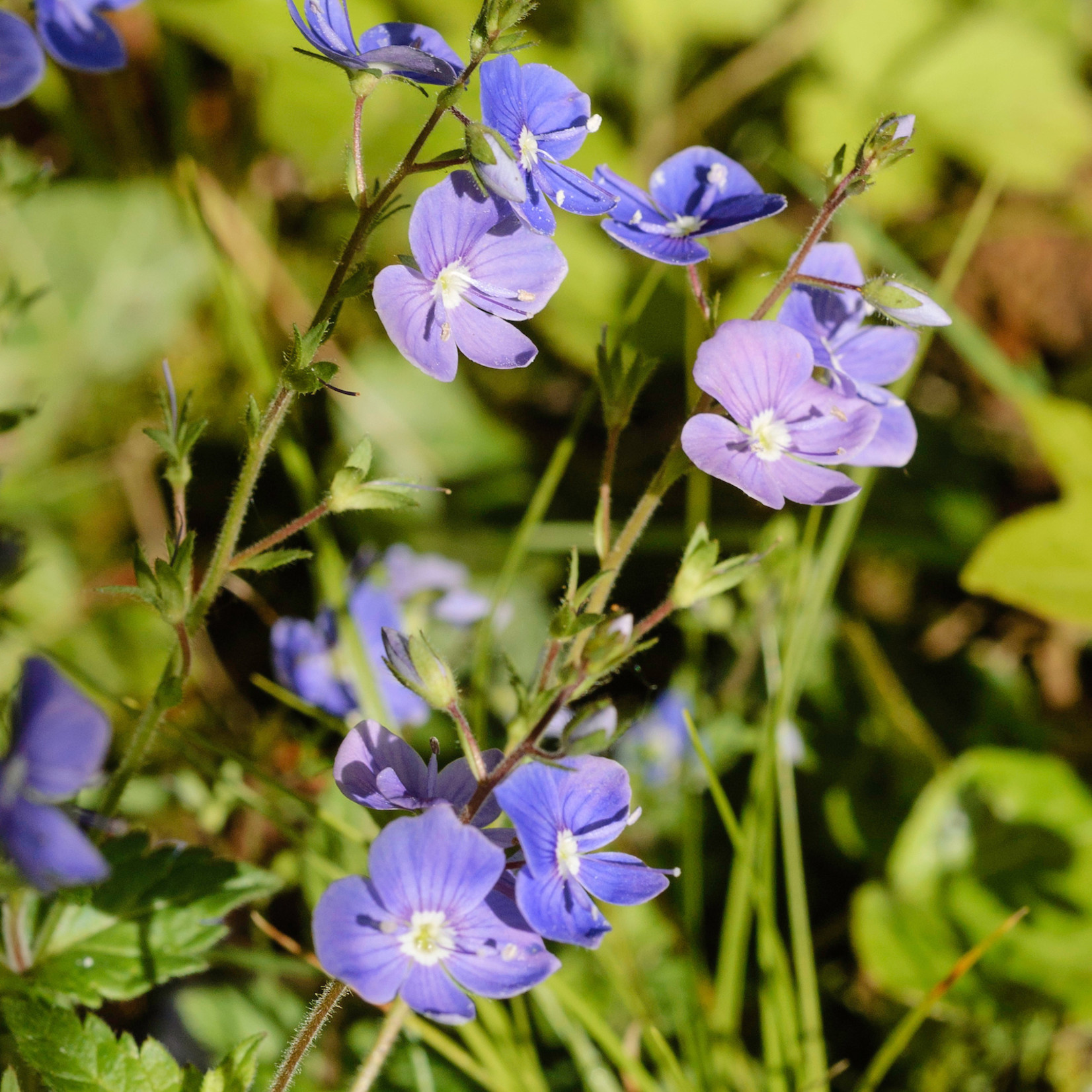 Veronica chamaedrys - Gewone ereprijs