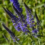 Veronica longifolia