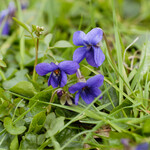 Viola odorata