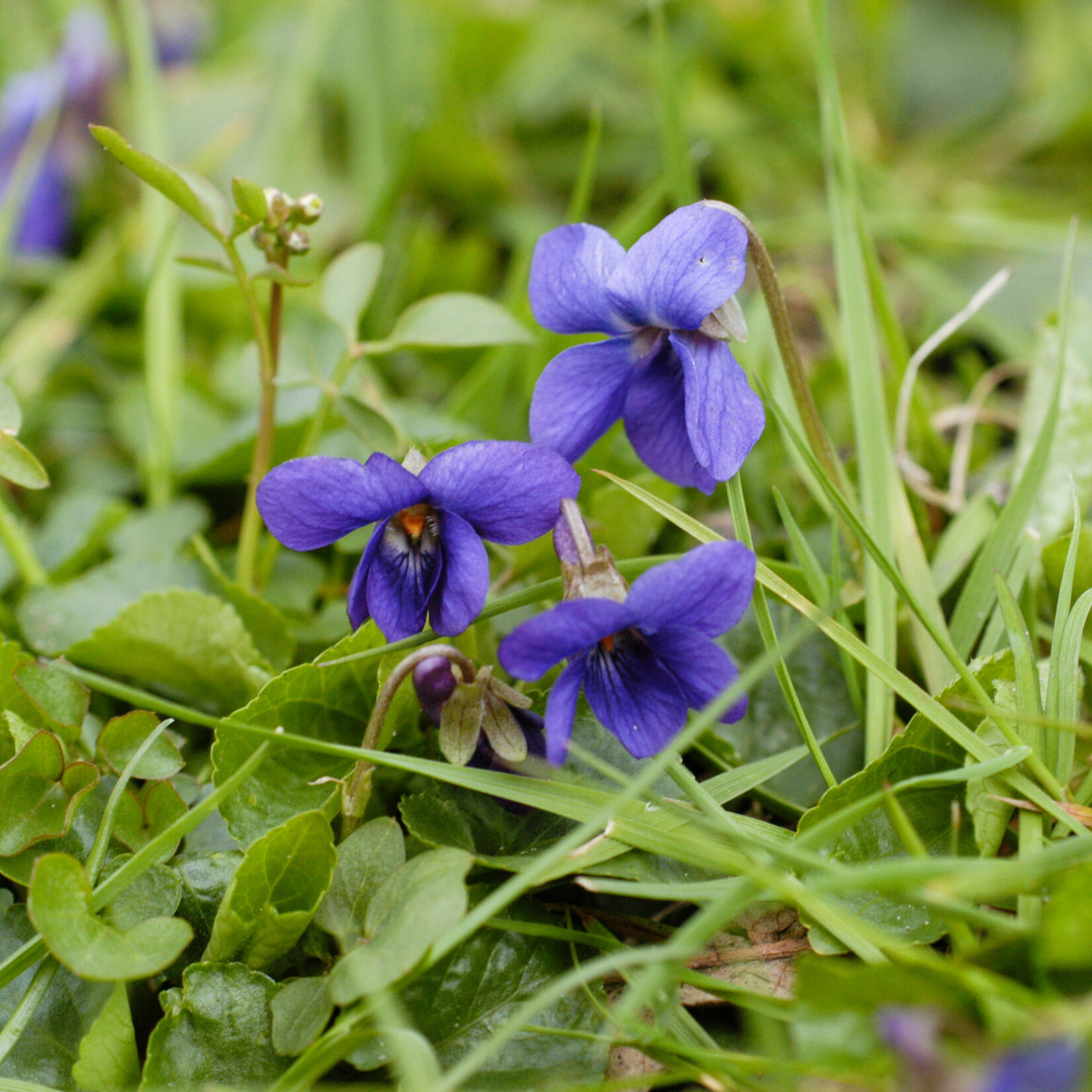 Viola odorata - Maarts viooltje