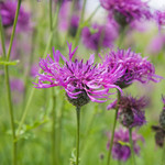 Centaurea nigra