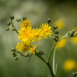 Crepis capillaris
