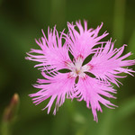 Dianthus superbus