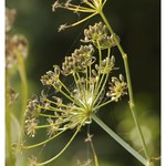 Foeniculum vulgare