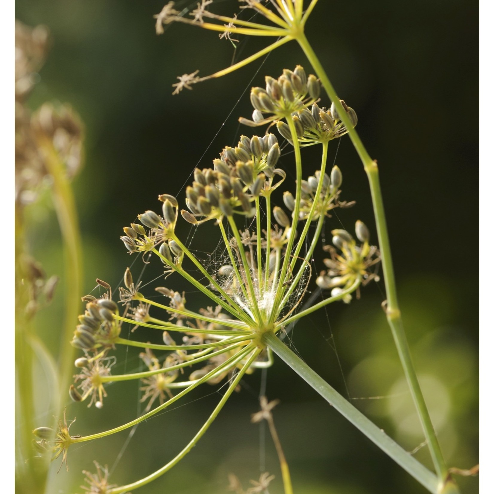 Foeniculum vulgare - Doorlevende venkel