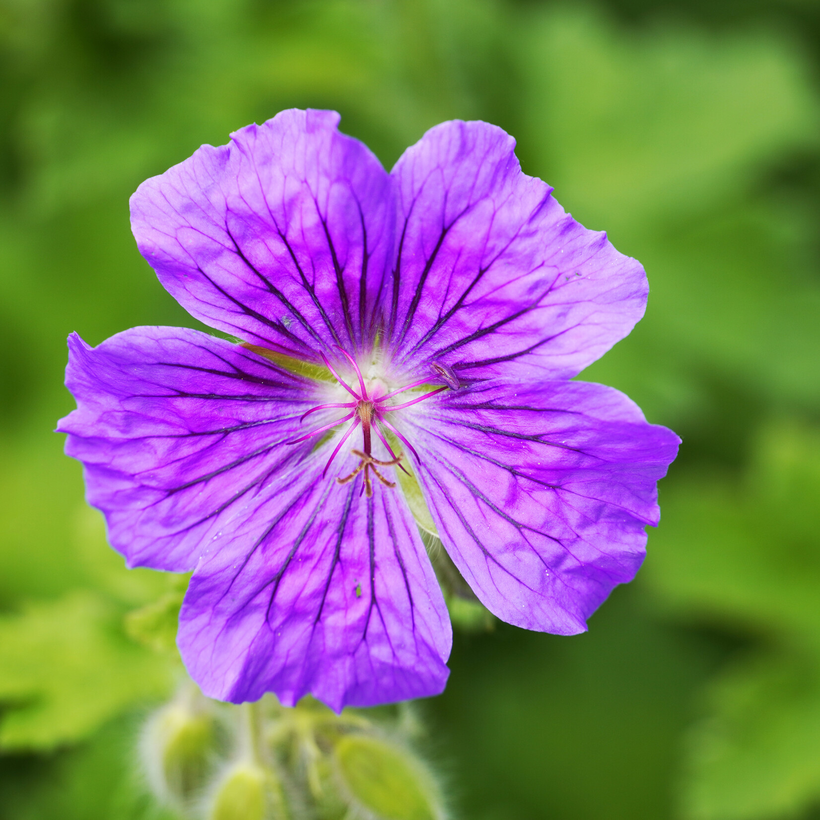 Geranium palustre - Moerasooievaarsbek