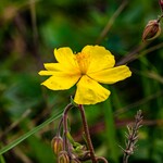 Helianthemum nummularium