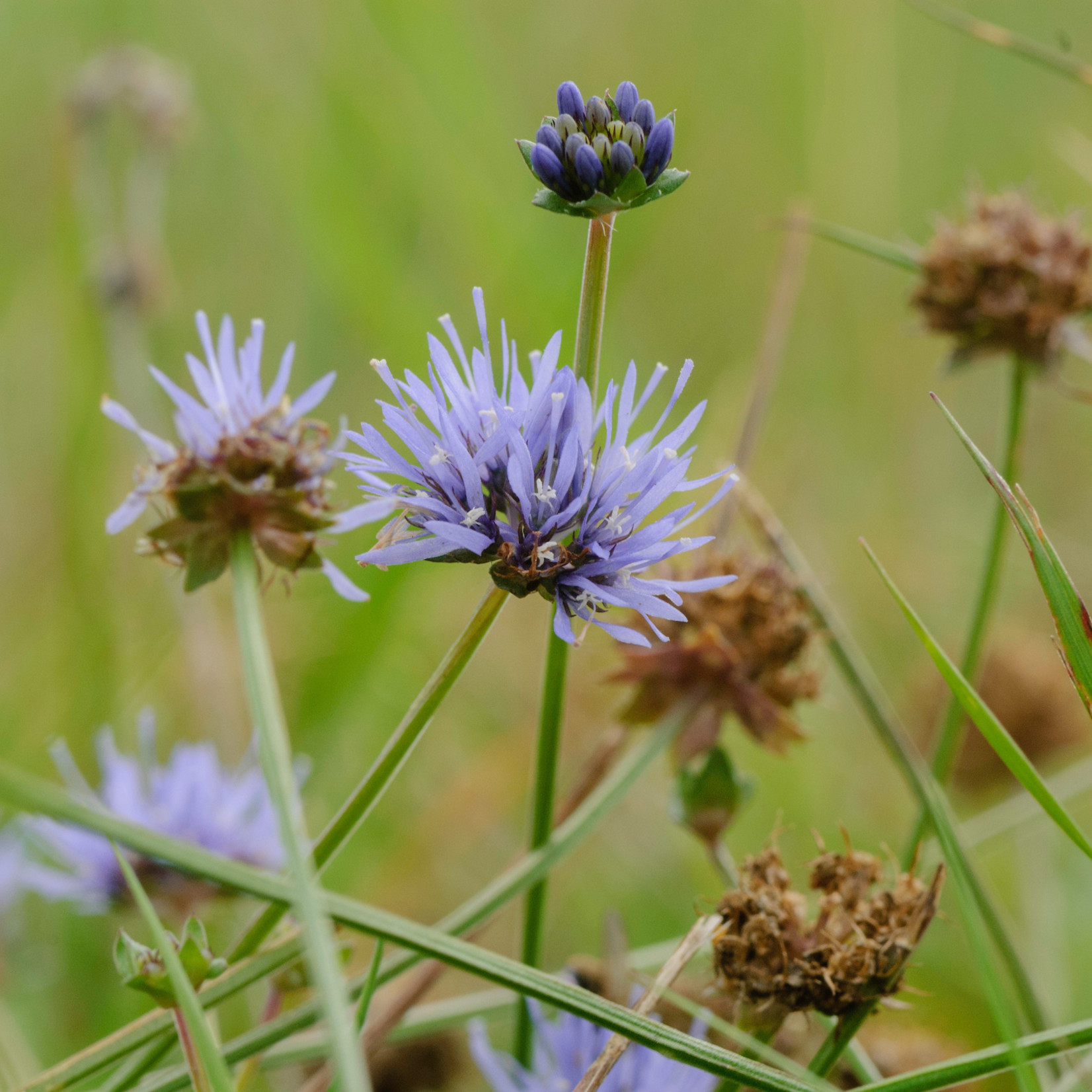 Jasione montana - Zandblauwtje