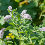 Mentha longifolia