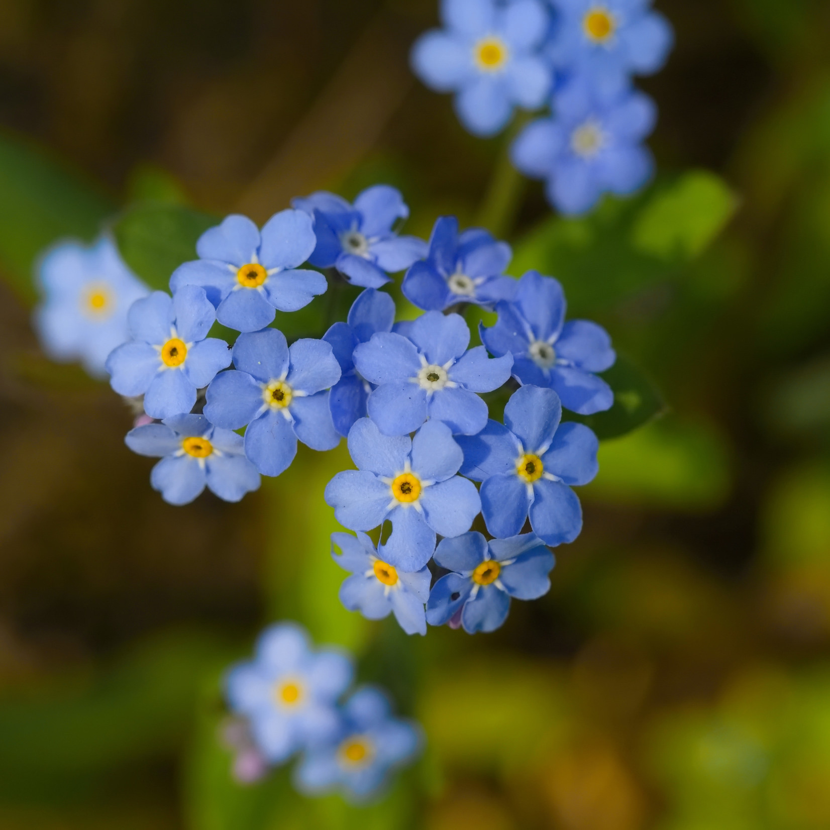 Myosotis sylvatica - Bosvergeet-mij-nietje