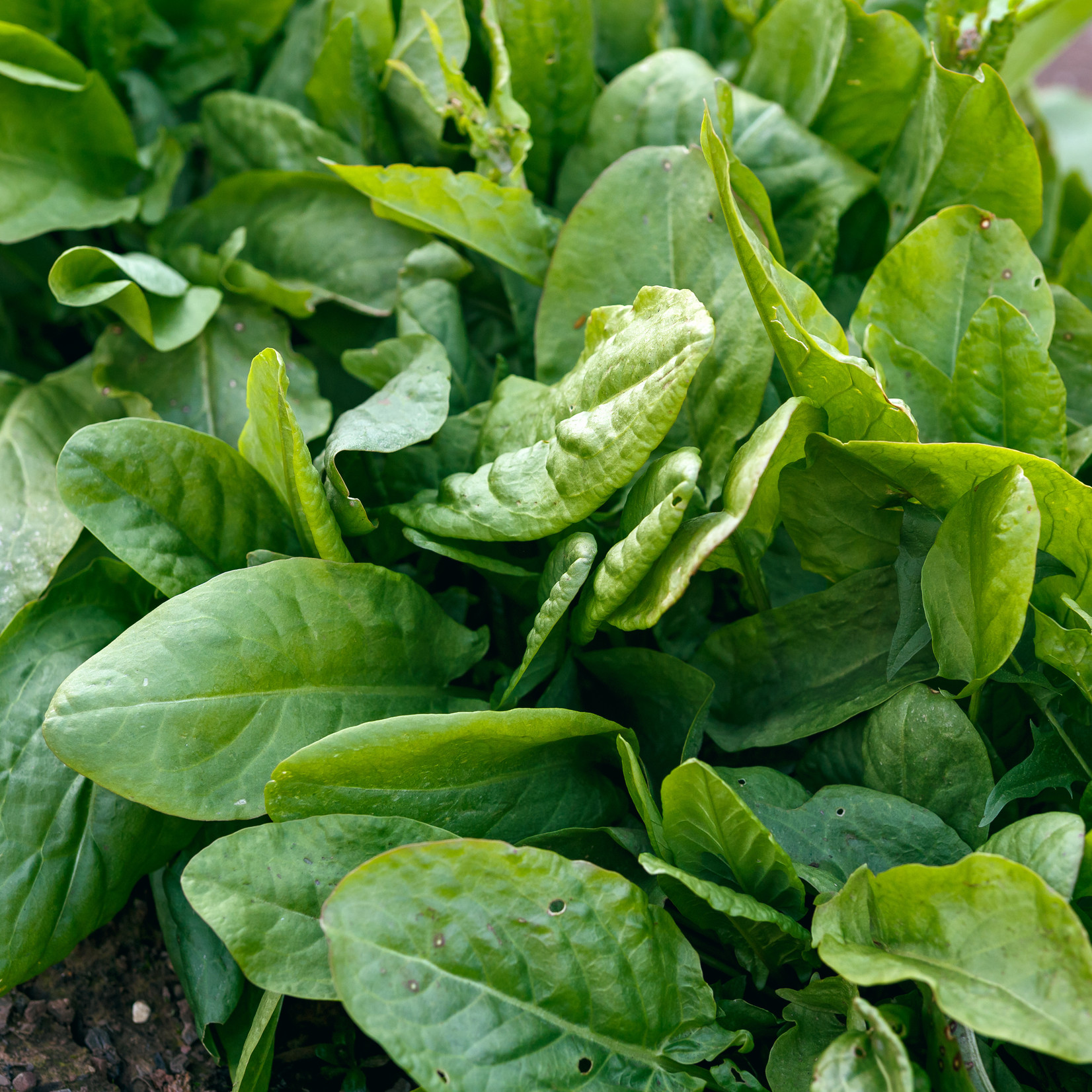 Rumex acetosa - Veldzuring