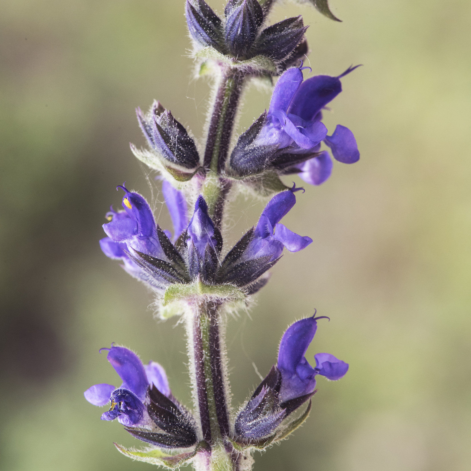 Salvia verbenaca - Kleinbloemige salie