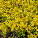 Sedum sexangulare