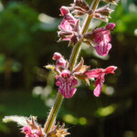 Stachys sylvatica