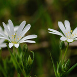Stellaria holostea