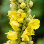 Verbascum thapsus