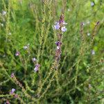 Verbena officinalis