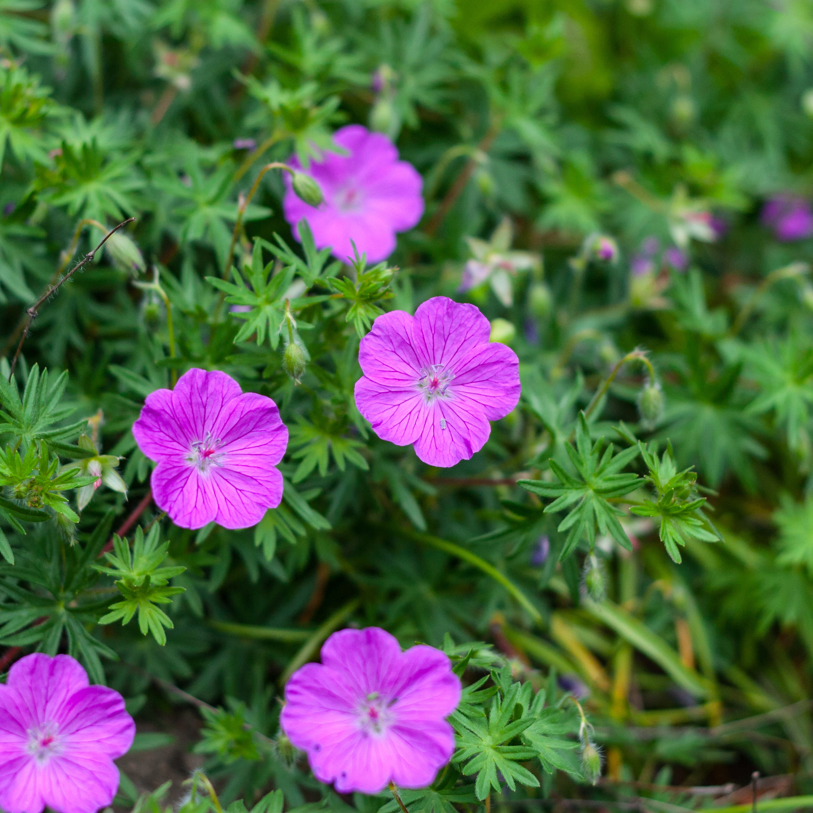 Geranium sanguineum - Bloedooievaarsbek