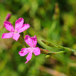 Dianthus armeria