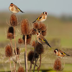 Bloemerij mix pakket - Vogelvriendelijk